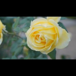 Meet your Posher, Rose